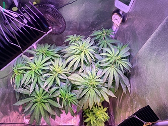 Growreport Bild 19