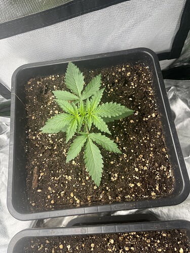 Growreport Bild 2