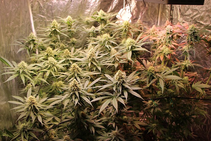 Growreport Bild 3