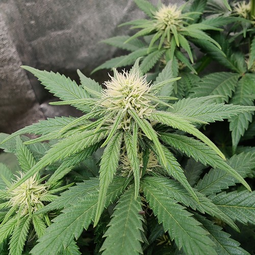 Growreport Bild 15