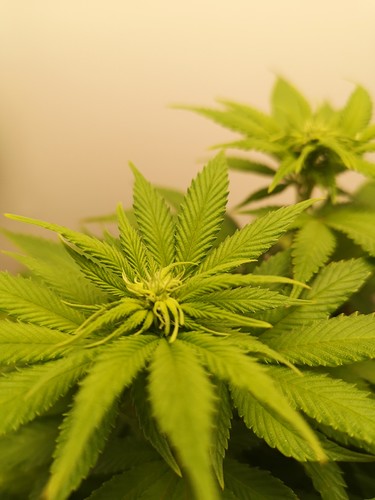 Growreport Bild 6