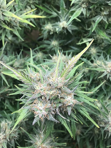 Growreport Bild 9
