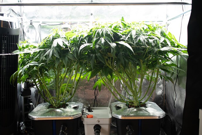 Growreport Bild 1