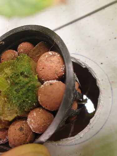 1621844962962116838683687811538