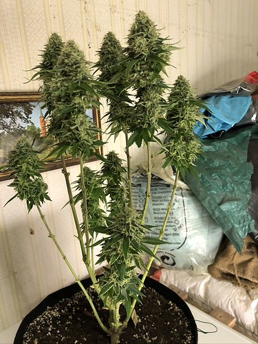 Growreport Bild 1