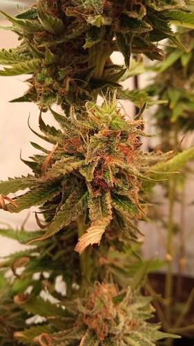 Growreport Bild 39