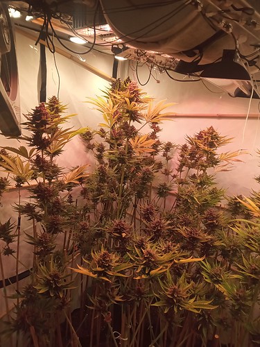 Growreport Bild 33