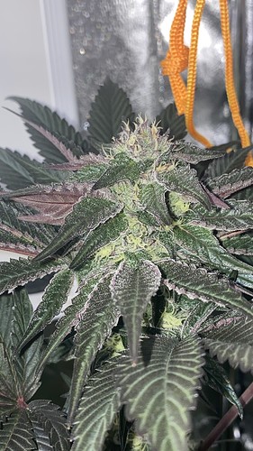 Growreport Bild 5