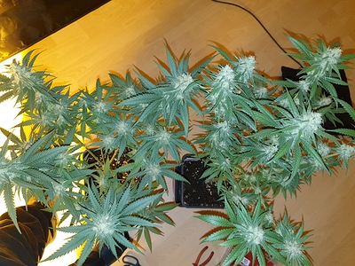 Growreport Bild 27
