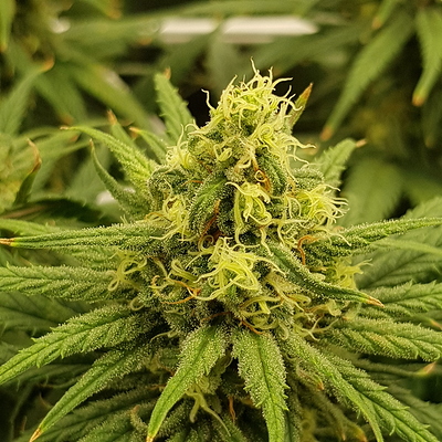 Growreport Bild 7