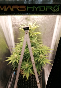 Growreport Bild 1