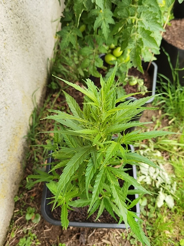 Growreport Bild 3