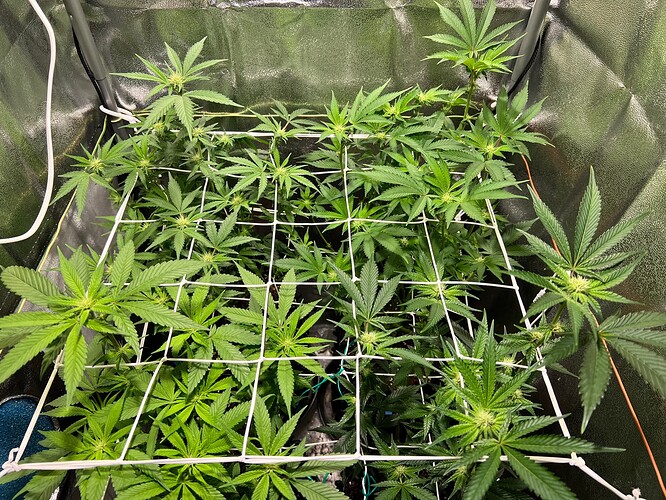 Growreport Bild 4