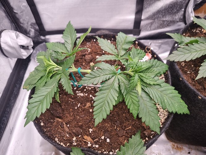 Growreport Bild 45