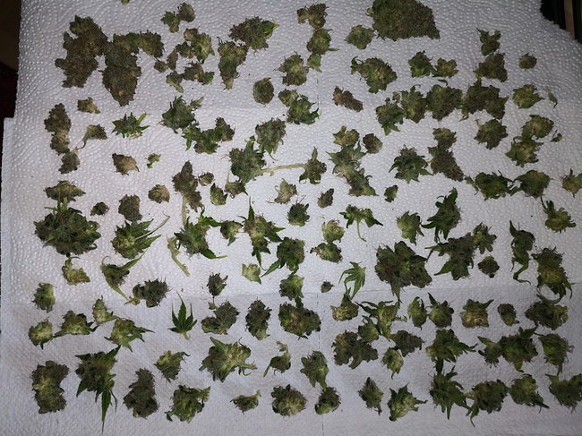 Growreport Bild 16