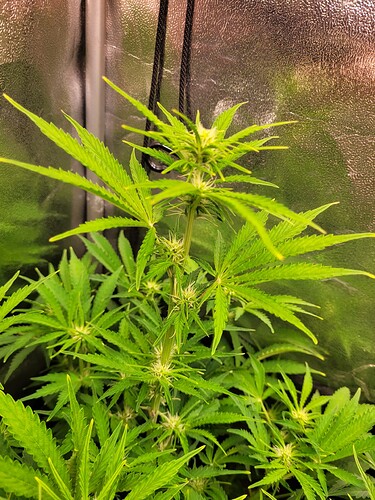 Growreport Bild 5