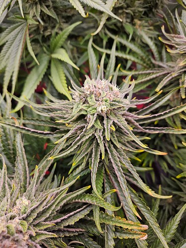Growreport Bild 25