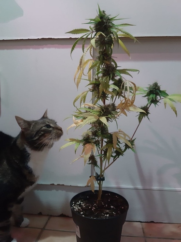 Growreport Bild 1