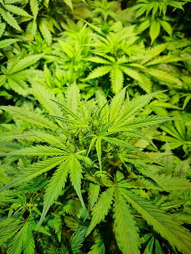 Growreport Bild 13