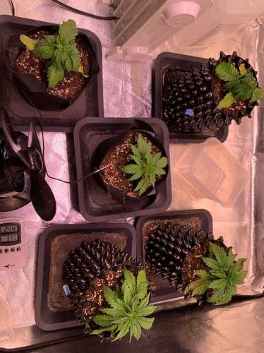 Growreport Bild 8