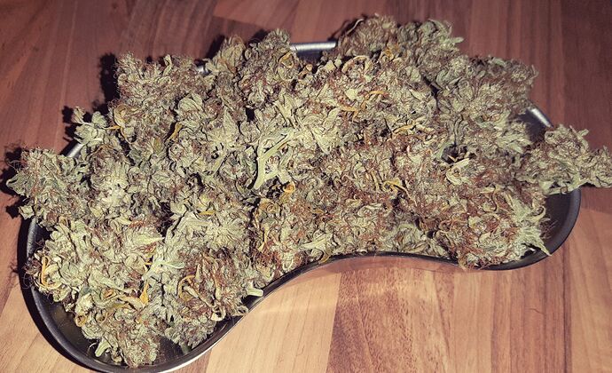 Growreport Bild 4