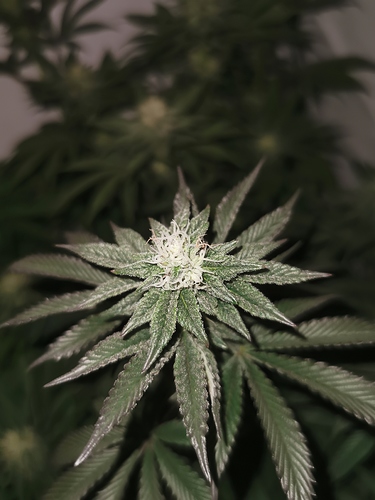 Growreport Bild 4