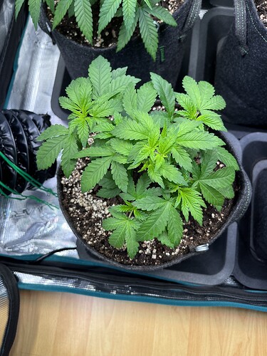 Growreport Bild 10