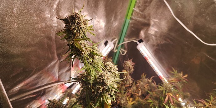 Growreport Bild 29