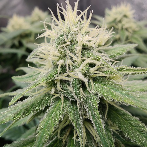 Growreport Bild 9