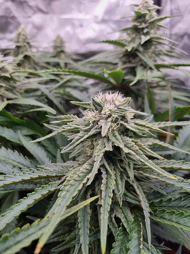 Growreport Bild 19