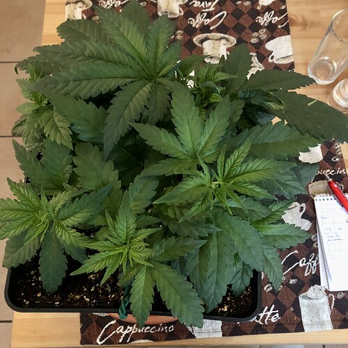 Growreport Bild 4