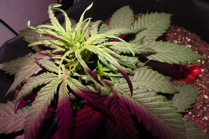 Growreport Bild 8