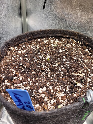 Growreport Bild 7