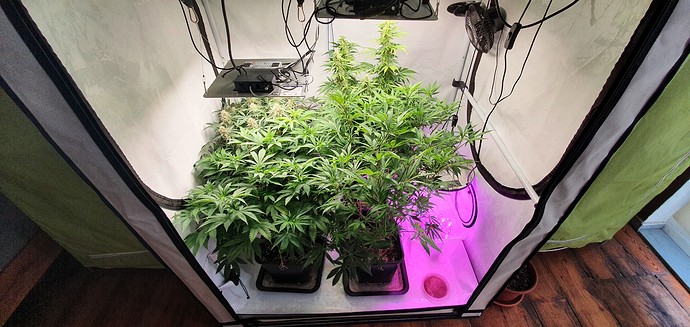 Growreport Bild 3