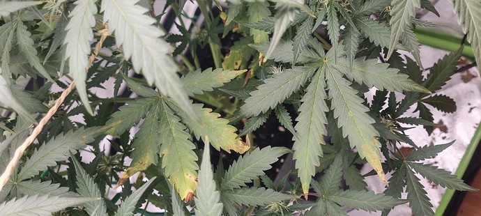 Growreport Bild 6