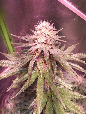 Growreport Bild 27