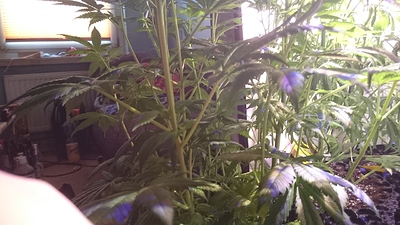 Growreport Bild 6