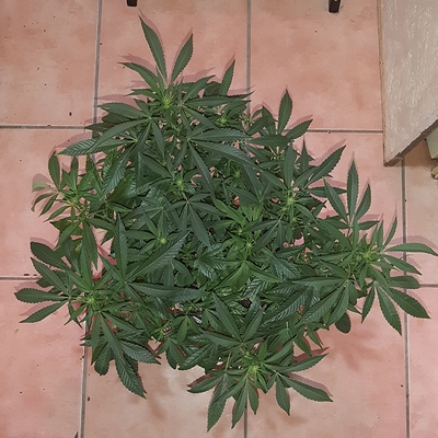 Growreport Bild 11