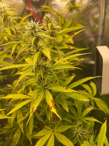 Growreport Bild 3