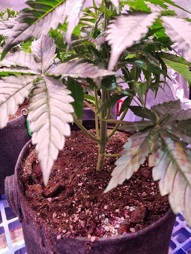 Growreport Bild 47