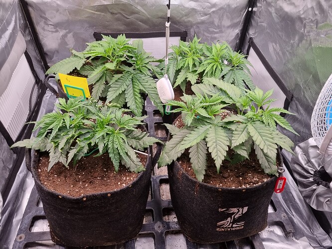 Growreport Bild 46