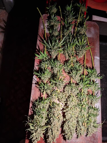 Growreport Bild 2