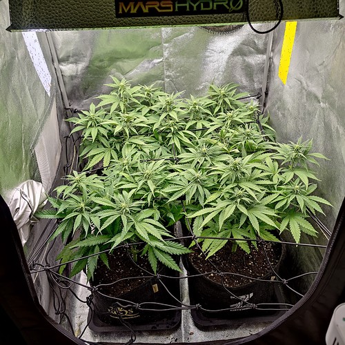 Growreport Bild 1