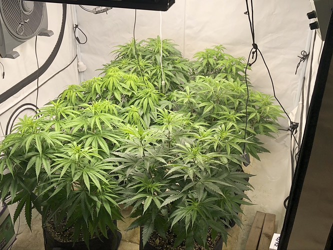 Growreport Bild 1