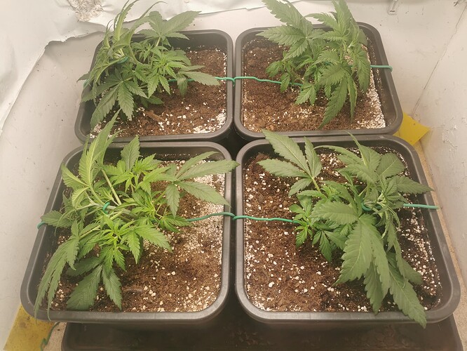 Growreport Bild 6