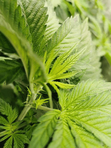 Growreport Bild 1