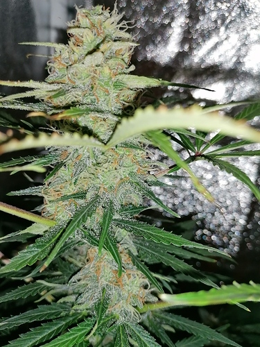 Growreport Bild 3