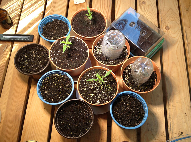 Growreport Bild 88