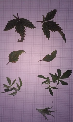 Growreport Bild 28