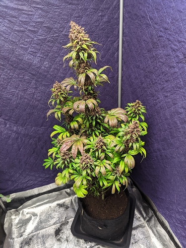 Growreport Bild 66